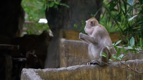 Monkey Eating Food in the Jungle Thailand