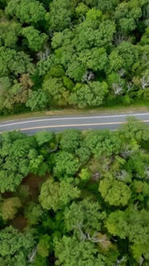 Vertical Aerial View of Cars Driving Along Forest Road at Mohawk Trail, Massachusetts, USA