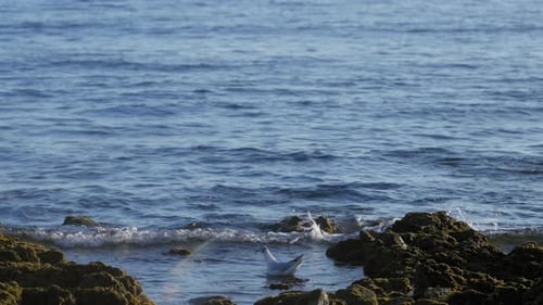Seagull on the water near the rocks