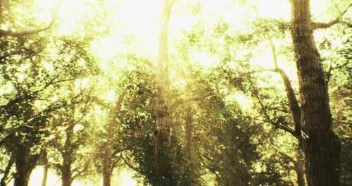 Sunlight Filtering Through Lush Trees in a Vibrant Forest During Midday