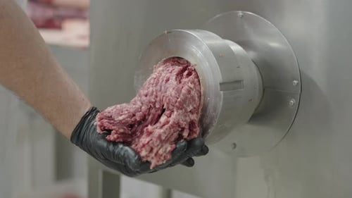 Worker Collects Fresh Ground Meat from Meat Grinder