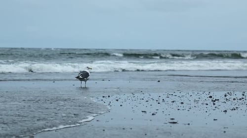 Beautiful view of seagull walking on sand on background of sea waves.