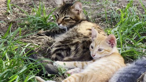 Three Cute Kittens Lying Together Outside