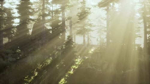 Magic Dark Autumn Forest Scenery with Rays of Warm Light