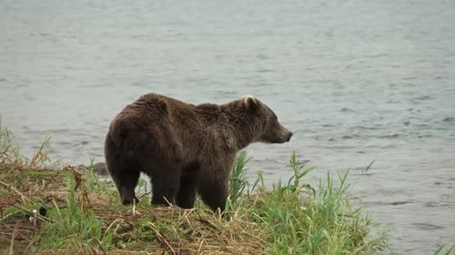 Brown bear in river