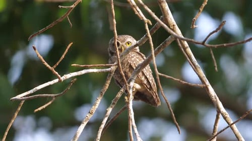Owl Perched on Branch in Natural Setting