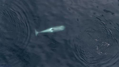 Aerial View of Orcas Swimming Near Surface in Antarctica
