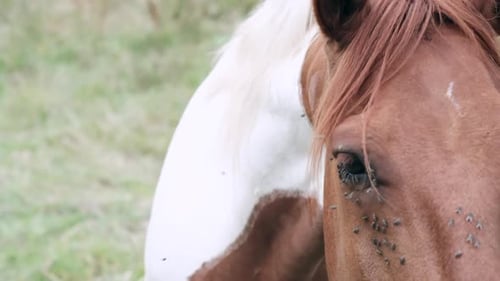 Close-Up of Peaceful Horse in Meadow with Flies Buzzing