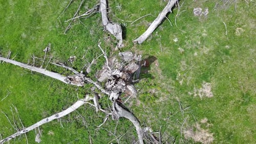 Dead Tree with Fallen Branches on Empty Clearing in Wild Forest in Valley of Rhodope Mountains