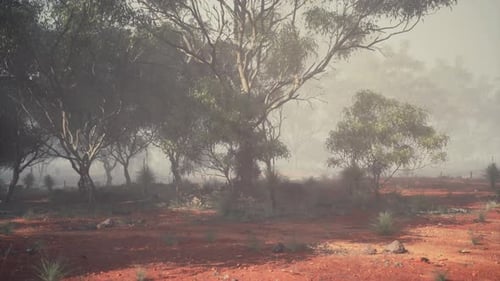 Misty Eucalyptus Forest Landscape with Red Dirt Ground