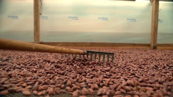 Slide past Rake combing Cacao beans on drying rack., Food Stock Footage ...