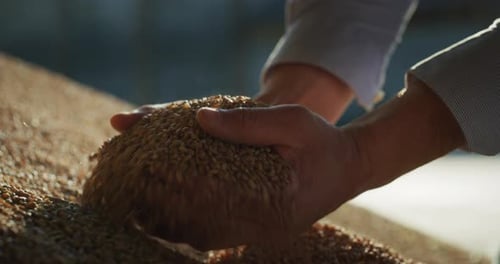 Close up shot of an young successful man farmer is controlling with his hands at the moment harves