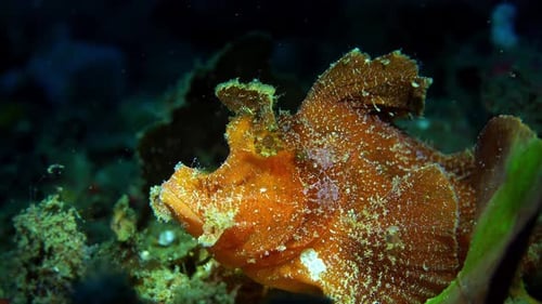 Rhinopias eschmeyeri paddle-flap Rhinopias Scorpionfish with parasite Lembeh 4k 25fps
