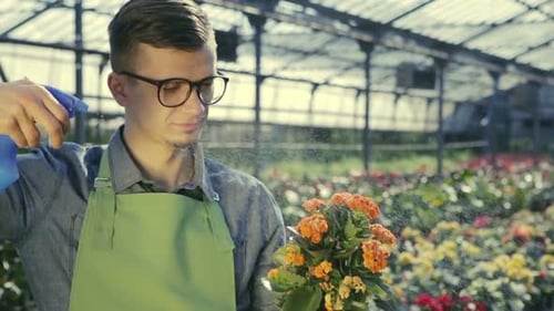 Man Sprays Flowers in Sunny Greenhouse