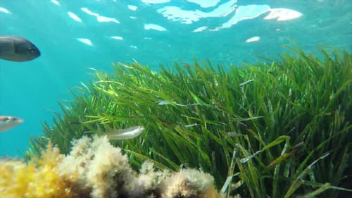 Schwankende Seegrasvegetation unter Wasser mit vorbeischwimmenden tropischen Fischen