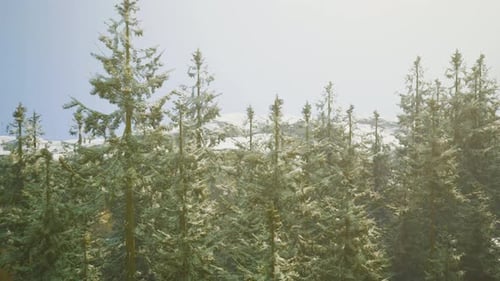 A Serene Forest Landscape with a Majestic Mountain Backdrop