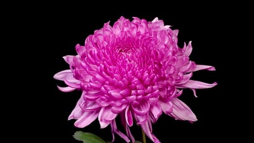 Purple Chrysanthemum Flower Blooming in Time Lapse