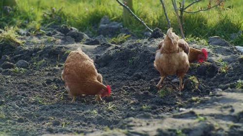 Two Brown Hens Pecking Ground for Food