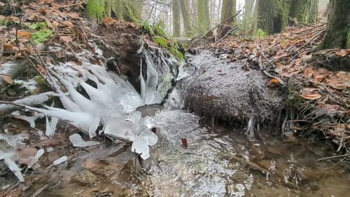Close up of forest creek in winter flowing through and around naturally formed icicles. Surrounded b