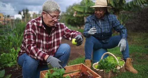 Senior multiracial women having fun together during harvest period in the garden
