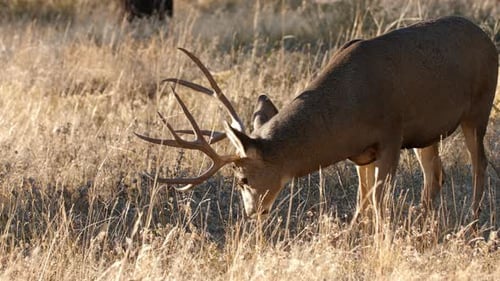 A herd of deer grazing in the Rocky Mountain National Park