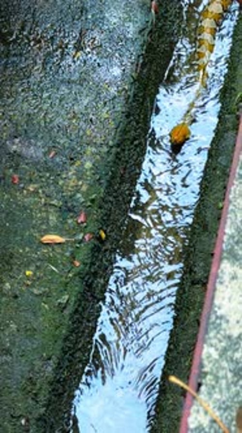 Vertical - Python réticulé jaune nageant dans des eaux peu profondes dans un drain en béton. angle élevé