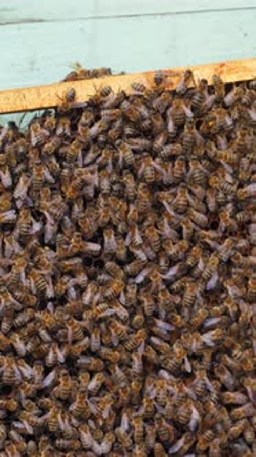 Busy Bees on a Hive Frame, Close Up