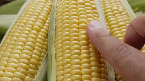 Fresh Corn on the Cob, Close Up
