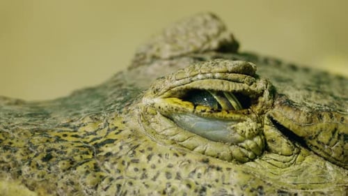 Extreme Closeup of a Blinking Crocodile Eye with Slit Pupil and Scaly Texture