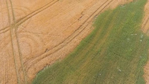 Green and yellow endless wheat field, aerial descend view