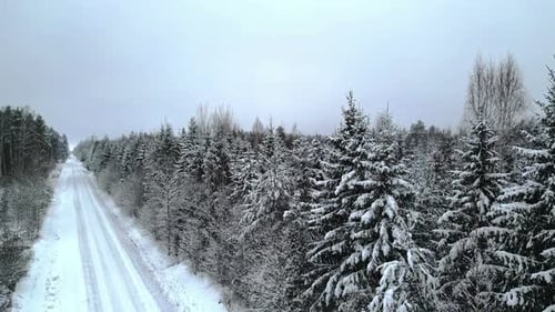 Frosty forest in winter along a countryside snowy road - aerial