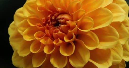 Head of Dahlia in a botanical garden