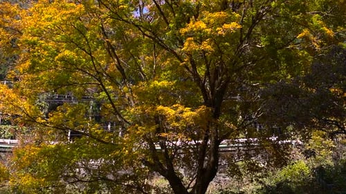 Close up of beautiful fall color tree with falling leaves in slow motion