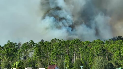 Huge Wildfire Burning Severely in Florida Jungle Woods Hot Flames in Forest Thick Smoke Rising Up