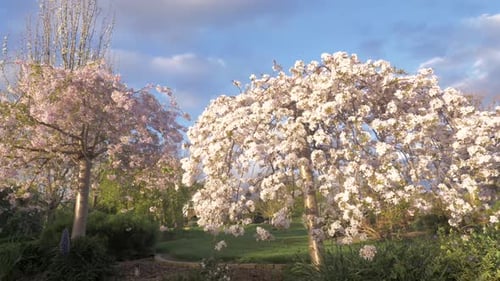 Slow motion orbit around a white cherry blossom tree in spring with flowers blossoming.