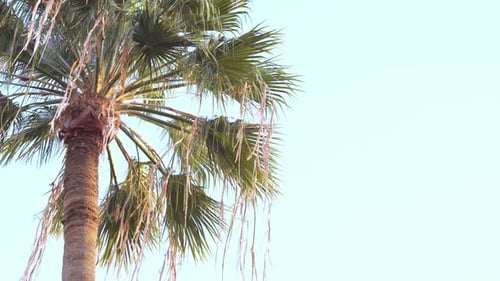 Palm Tree Against Light Blue Tropical Sky