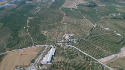 Aerial View of Olive Groves on Sunlit Cretan Landscape