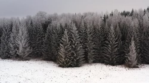 Frozen Forest Aerial View of Winter Wonderland Landscape