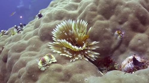 Christmas Tree worms close up on coral reef in Micronesia