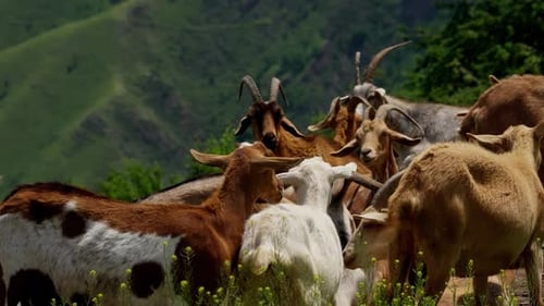 Herd of Goats Grazing on Mountain Slope with Lush Green Valley in the Background Rural Livestock