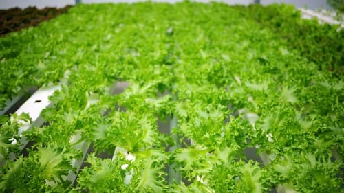 Lush Green Lettuce Growing Hydroponically Indoors