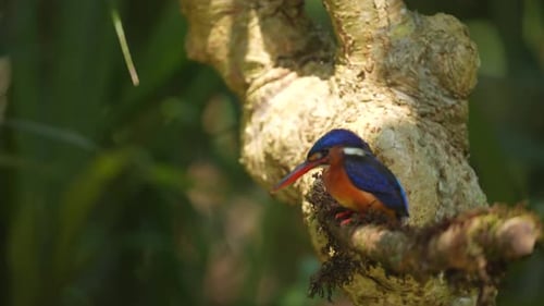 a beautiful Blue-eared kingfisher bird perched on a mossy branch, and shaking its head
