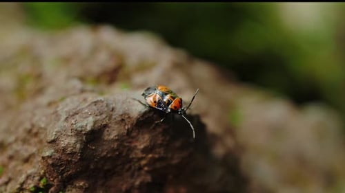 Nahaufnahme eines roten und schwarzen Käfers in freier Wildbahn - Santander, Kolumbien