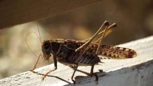 Close Up of Grasshopper on White Wooden Board Slow Motion