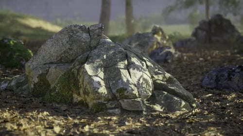 Sunlight Dappling on Rocks and Forest Floor with Slow Camera Pan