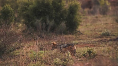 Schwarzrückenschakal streift in der Abenddämmerung durch das afrikanische Savannenbuschland.