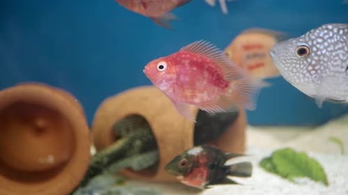 Colorful Fish Swimming in a Blue Aquarium Habitat