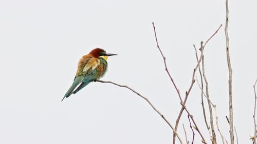 A European Bee-eater Sitting on a branch