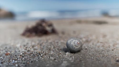 Snail slowly moving on the beach, close up