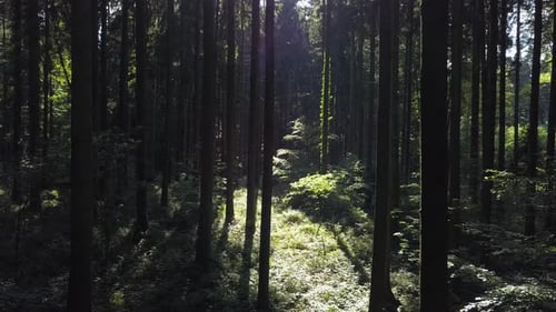 Aerial View of Forest Trees Woodland Landscape Scenery